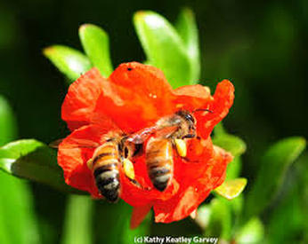 NC, Bees, Pollinators
