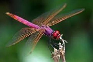 Magenta Dragonfly – Trithemis aurora, POLLINATOR, THE SPOT FUN GARDEN