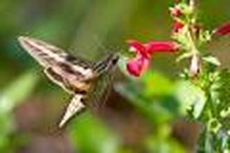 HUMMINGBIRD CLEAR-WING MOTH, POLLINATOR, THE SPOT GARDEN