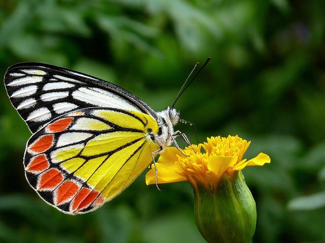Common Jezebel Butterfly, Pollinator, The Spot Fun Garden