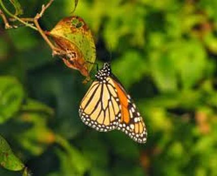 Monarch Butterfly, Endangered Pollinator, The Spot Fun Garden